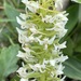 Platanthera sachalinensis - Photo (c) sergey_stefanov, some rights reserved (CC BY-NC)