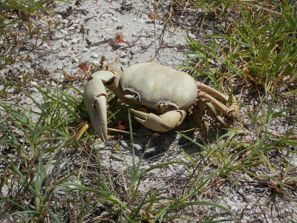 Blue Land Crab from Bodden Town, Cayman Islands on July 22, 2012 at 04: ...