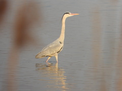 Ardea cinerea