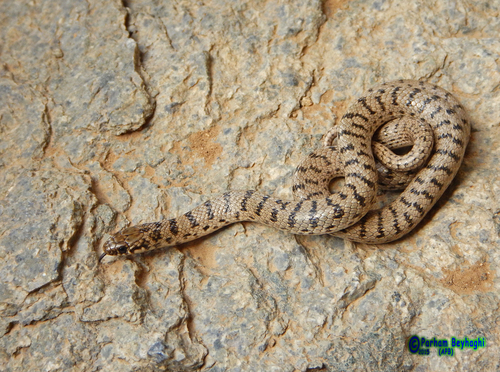 Photo of a Ashkhabad Dwarf Racer (Eirenis medus)