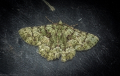 Aeolochroma hypochromaria