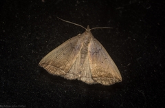 Simplicia armatalis