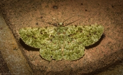 Aeolochroma viridicata