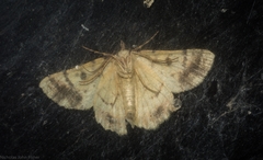 Aeolochroma hypochromaria