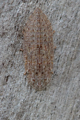 Stenocotini