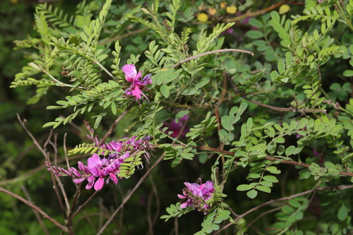 Himalayan Indigo (Indigofera heterantha)