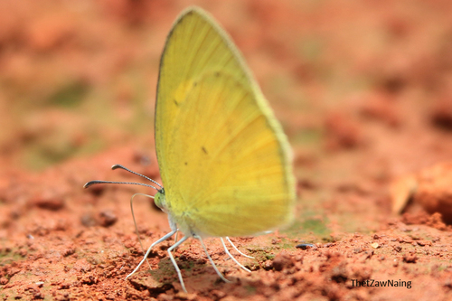 No-brand Grass-yellow