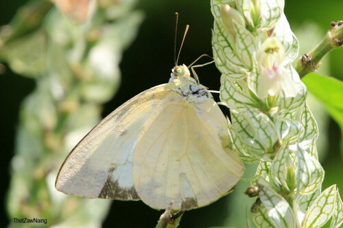 Lemon Migrant