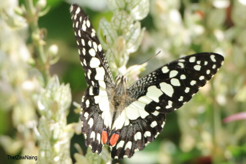 Lime Swallowtail