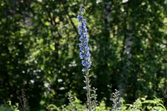 Delphinium retropilosum