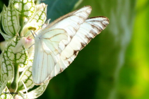 Striped Albatross
