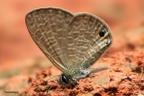 Tailless Lineblue