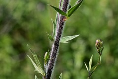 Delphinium retropilosum