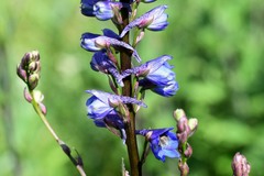 Delphinium retropilosum