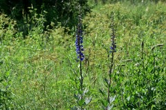 Delphinium retropilosum