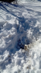 Canis lupus italicus