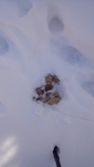 Canis lupus italicus