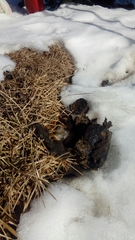 Canis lupus italicus