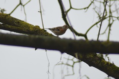 Fringilla montifringilla