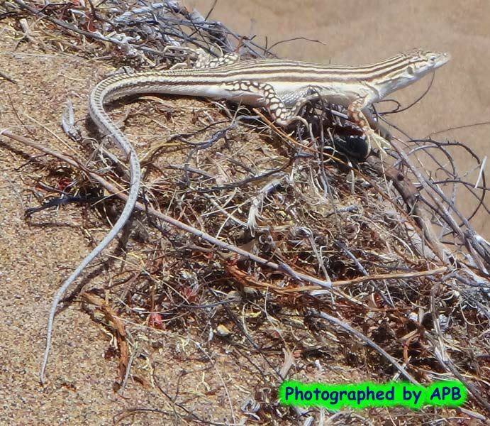 Anderson's Racerunner