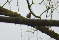 Fringilla montifringilla
