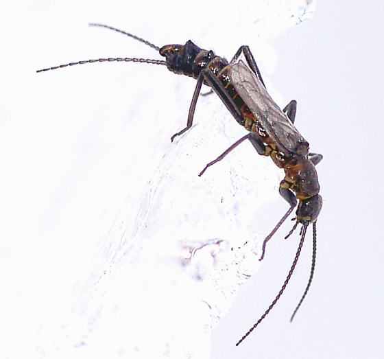 Two-knobbed Snowfly