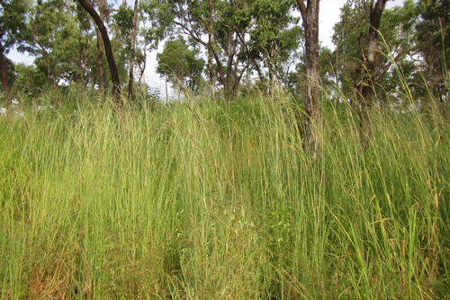 Image of Heteropogon triticeus by (c) coenobita, some rights reserved (CC BY)