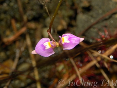 Utricularia caerulea