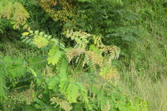 Albizia procera