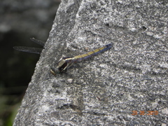 Orthetrum glaucum