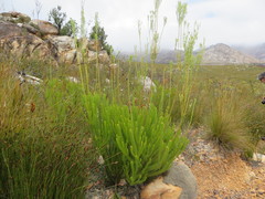 Leucadendron ericifolium