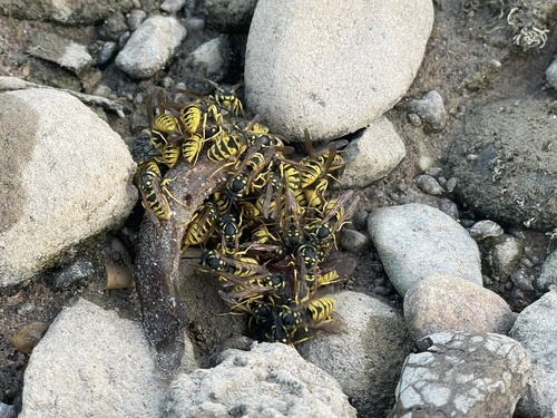 German Yellowjacket