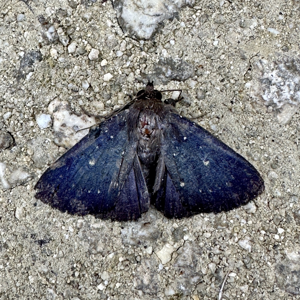 Platyja argenteopunctata