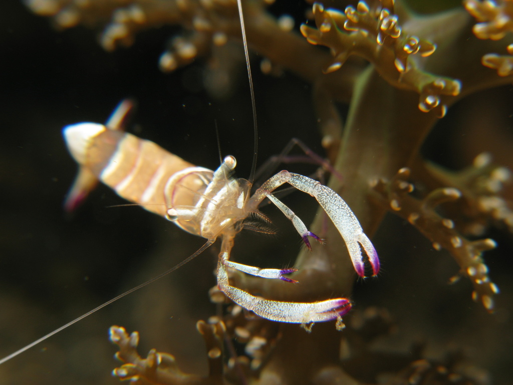 Magnificent Anemone Shrimp