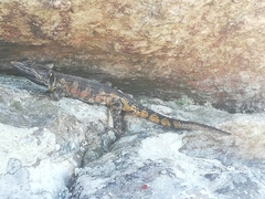 Pseudocordylus microlepidotus microlepidotus