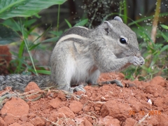 Funambulus palmarum