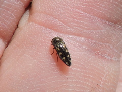 Acmaeodera neglecta neoneglecta