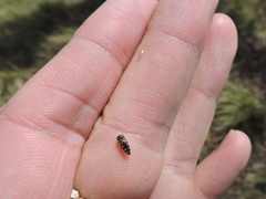 Acmaeodera neglecta neoneglecta