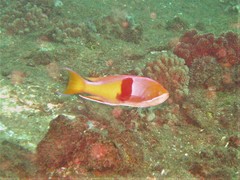 Pseudanthias rubrizonatus