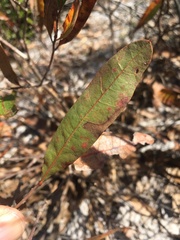 Quercus pumila