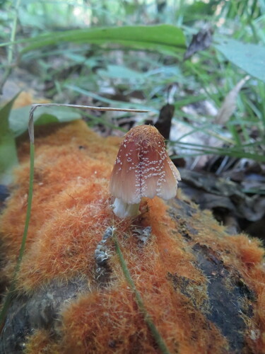 観察された菌類