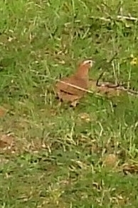 Rock Bush Quail (Perdicula argoondah), photo 7