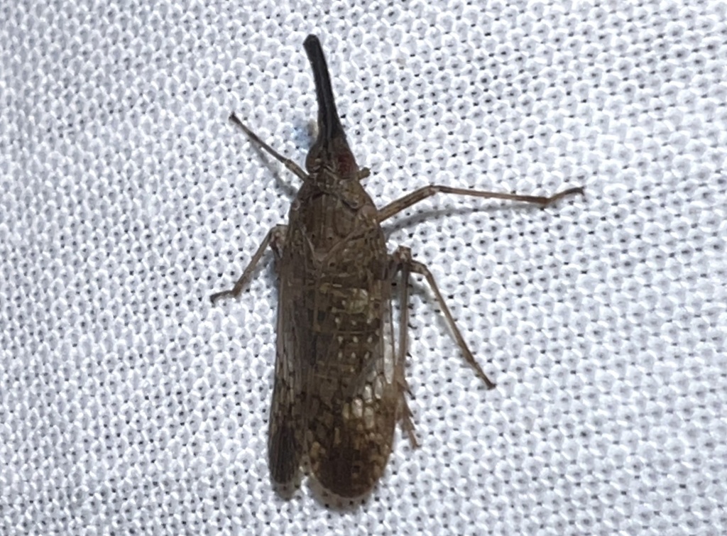 Philotheria senegalensis