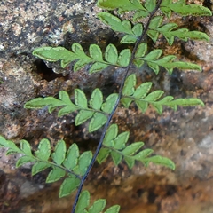 Myriopteris microphylla