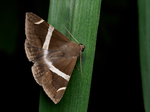 Bastilla arctotaenia