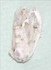 Niphopyralis