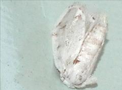 Niphopyralis