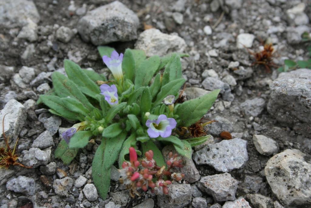 Nama rotundifolia