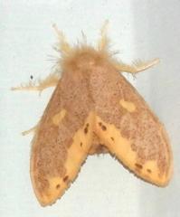 Euproctis quadrangularis