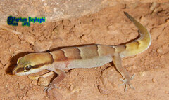 Latifi's Dwarf Gecko photo 1